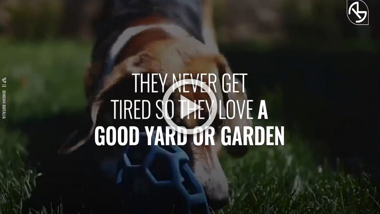 Questi sono i migliori cani per una famiglia